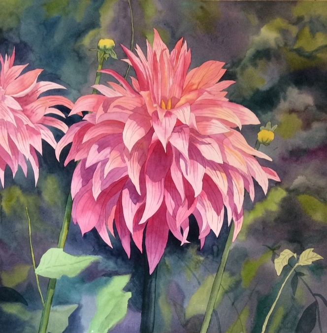 Dahlias