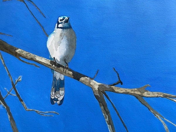 Blue Jay (Sold)