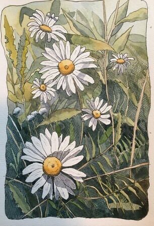 Wild Daisies, Rouge Valley, ON